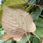 Vitis tiliifolia Leaf