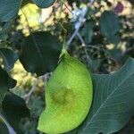 Pterocarpus rotundifolius Fruit