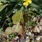 Helianthemum oelandicum Habitat