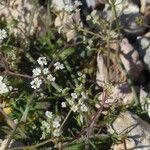 Ptychotis saxifraga Blüte