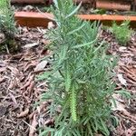 Lavandula dentata Leaf