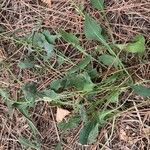 Rumex roseus Leaf