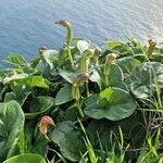 Arisarum vulgareFlower