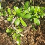 Commiphora madagascariensis Лист