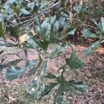Quercus nigra पत्ता