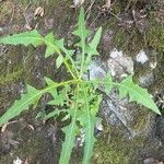 Sonchus congestus Blatt