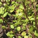 Cerastium diffusum Lapas