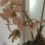 Begonia heracleifolia Blomma