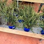 Ceanothus impressus Çiçek