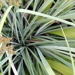 Cyperus ligularis Hoja