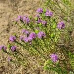 Thymbra capitata Habitus