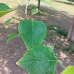 Gmelina arborea Leaf