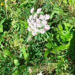 Pimpinella majorFlower