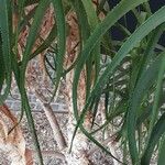 Aloe arborescens Coajă