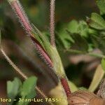 Trifolium leucanthum Corteza