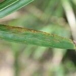 Bambusa vulgaris Лист