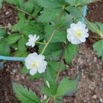 Ranunculus aconitifolius Fleur