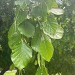 Fagus orientalis 形態