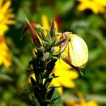 Oenothera glazioviana Blüte