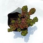 Sedum spurium 葉