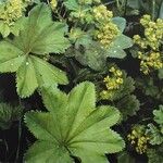 Alchemilla glabra Liść