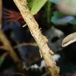 Dryopteris pentheri Rinde