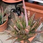 Aloe maculataLiść