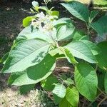 Solanum hazenii Leaf