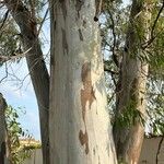 Eucalyptus tereticornis Bark