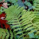 Athyrium filix-femina Blad