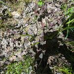 Lycopus uniflorus Leaf