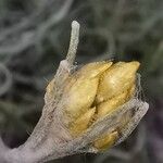 Helichrysum rupestre 花