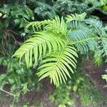 Cephalotaxus fortunei Leaf