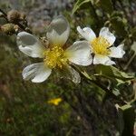 Wissadula andina Flower