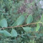 Spiraea trilobata Folha