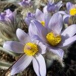 Anemone halleri Kvet