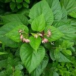 Clerodendrum trichotomum Листок