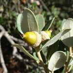 Quercus rotundifolia Fruit