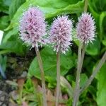 Helonias bullata Flower