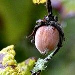 Corylus avellana Fruit