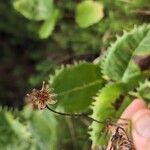 Tolpis azorica Fruit