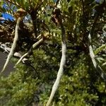 Sophora denudata Fruto