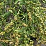 Atriplex patula Fruit