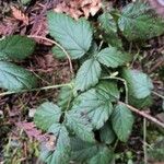 Rubus ursinus Leaf