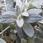 Teucrium fruticans Blatt