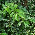 Acalypha siamensis Leaf