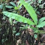 Cyclanthus bipartitus عادت