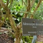 Adenocarpus decorticans Bark