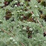 Asparagus acutifolius Frucht