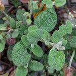 Cistus salviifolius Fuelha